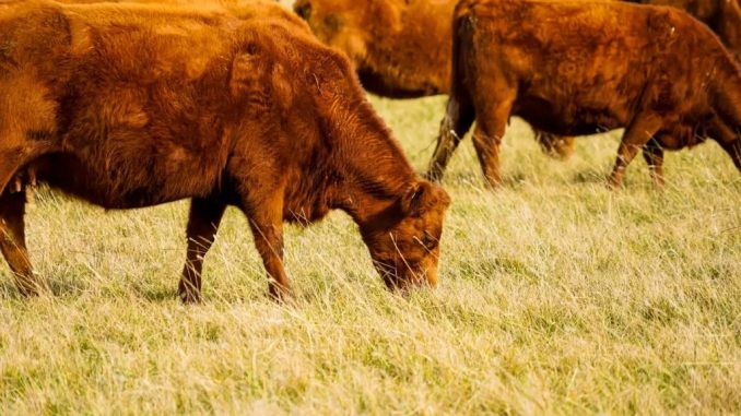 ComunicarSe tweet media