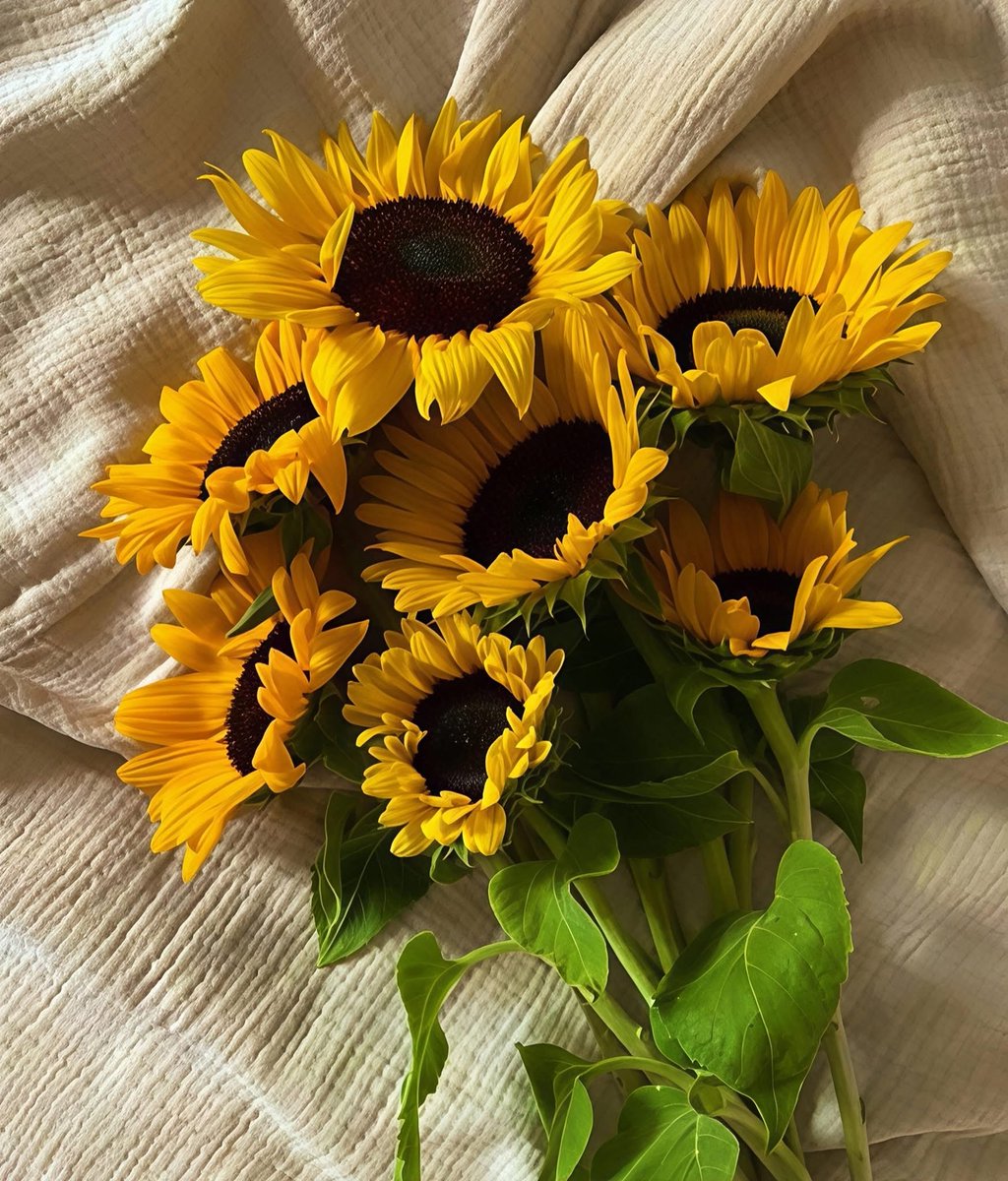 sunflowerchives's tweet photo. sunflowers🌻 https://t.co/QR5kOVI2dM