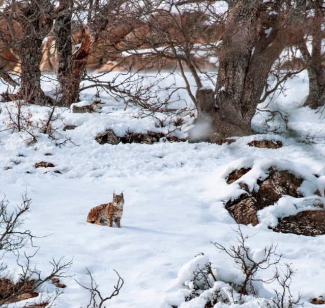 KesfetF's tweet photo. Munzur’da beyazın ortasında gerçek hayat! ❄️🐾
📸 ınstagram : sidar.eren
#fıratıkeşfet #fıratturu #tuncel https://t.co/Hgfac4dsvC