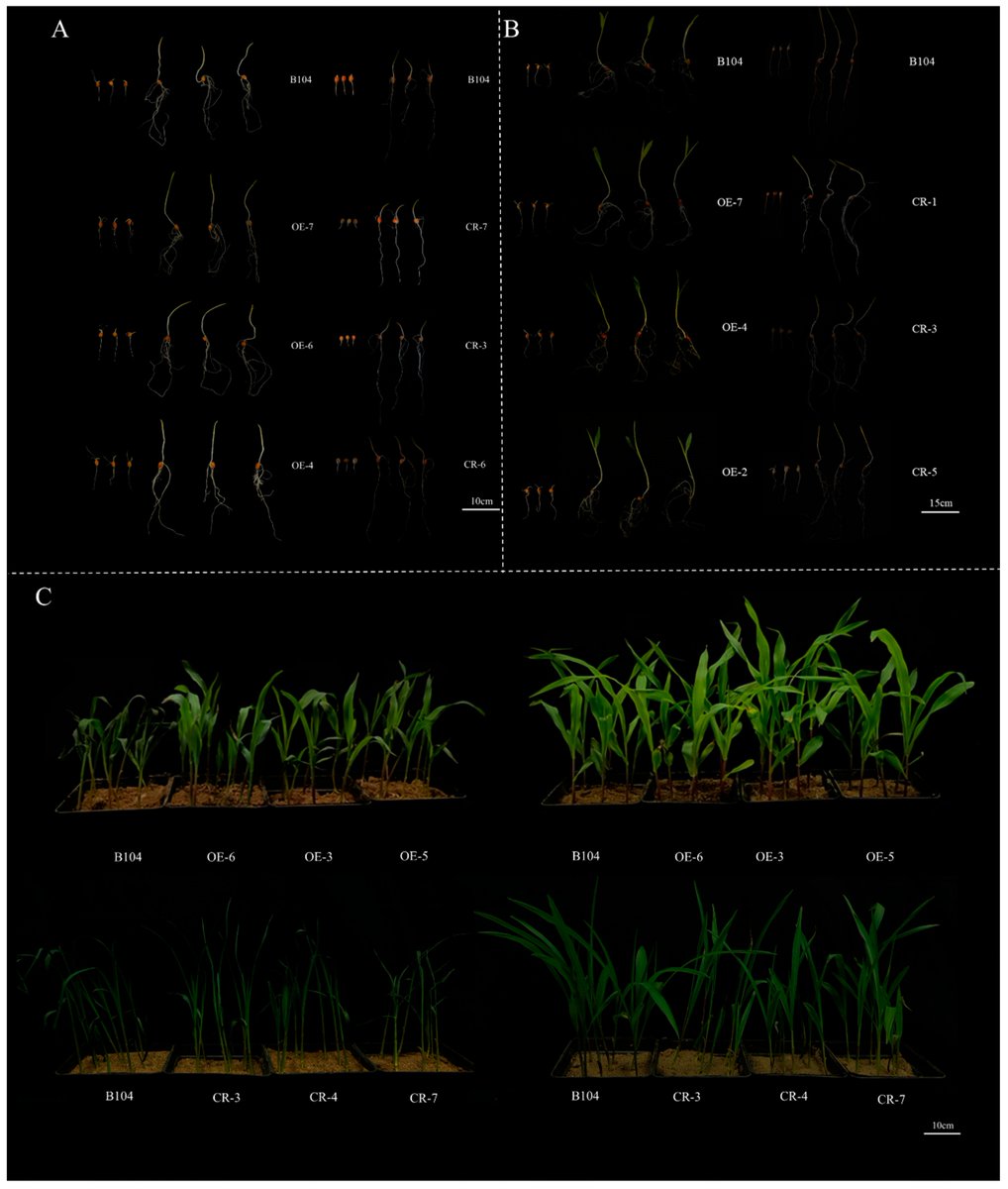 Plants_MDPI's tweet photo. π½ Can one gene boost maize cold tolerance?
ZmbHLH30 enhances germination-stage resilience in Zea mays. Overexpression β tolerance, while CRISPR knockouts β D-value.
π Read more: https://t.co/OXQxzylkHf
#Maize #ColdStress #PlantGenetics #CropImprovement https://t.co/QSenOuhVGw
