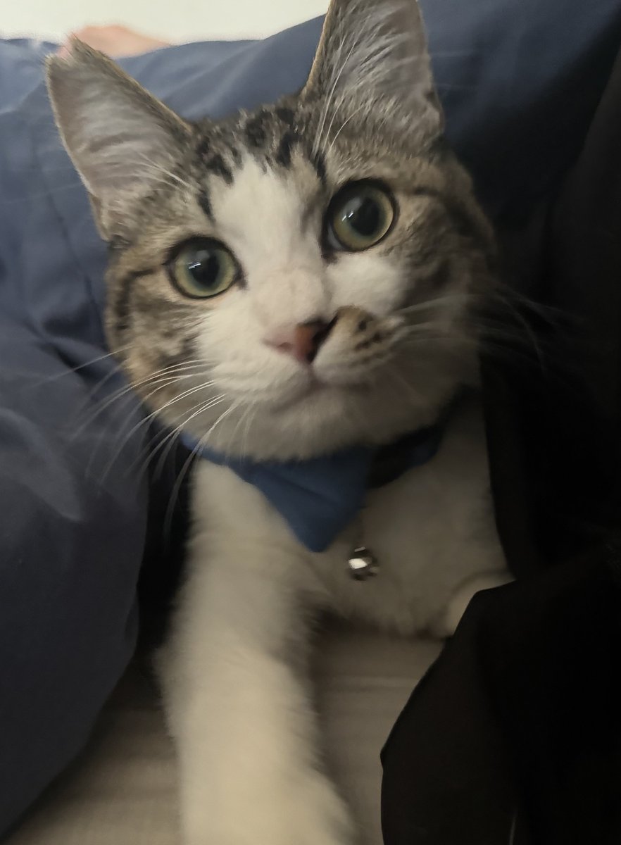 『クスッと動画』けろCHAN【Satoshi Onishi】 tweet media