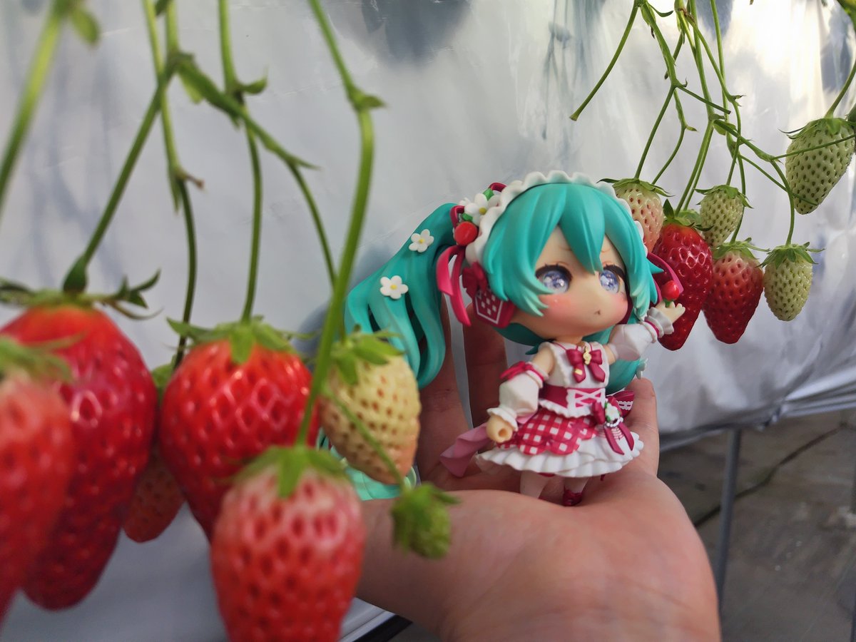 q_ciaz's tweet photo. いちごちゃんがいっぱい
 #みりっこ https://t.co/sV0cId8ORM