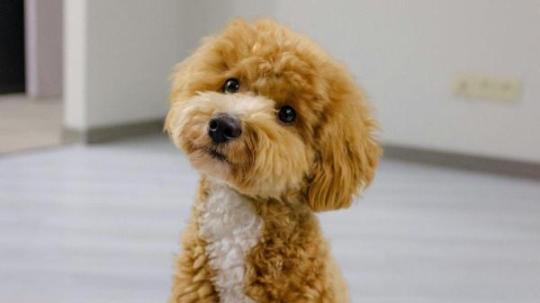 PeritoAnimal's tweet photo. Falar com o cachorro faz bem para ele? https://t.co/HScS5J0KVU #todososanimaisdeestimação https://t.co/dlMJa7iwan