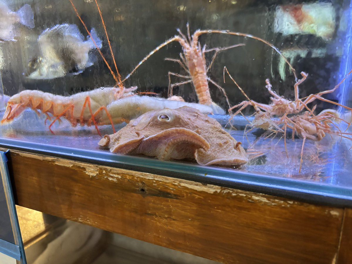 くるら戸田のメンダコに会ってきました✨️ 住所 静岡県沼津市戸田1294