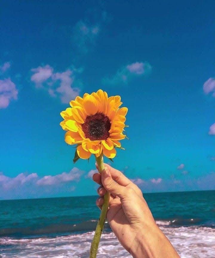 sunflowerchives's tweet photo. sunflower with the sky🌻 https://t.co/We5bhRR3Z0