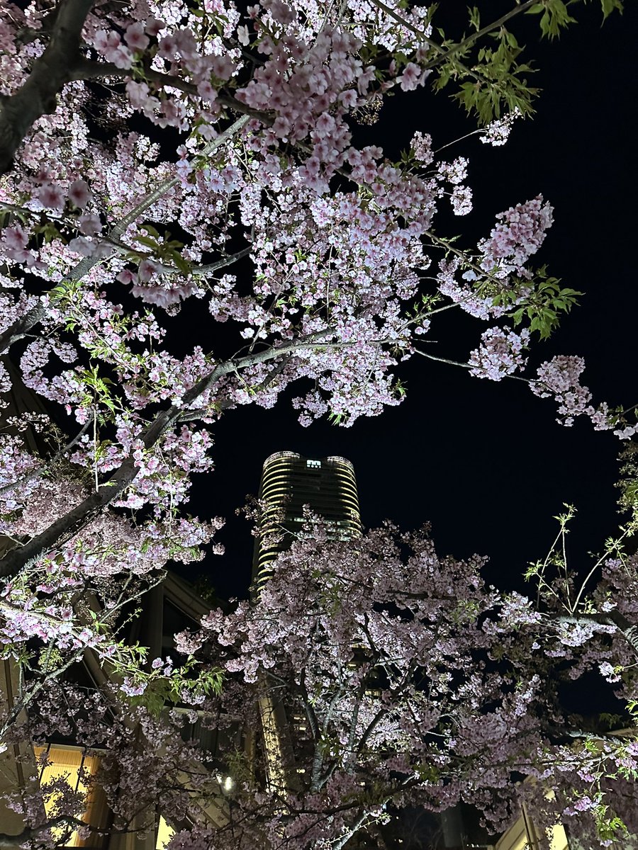risnc1ax's tweet photo. 東京タワーと河津桜最高の景色だった🗼🌸♡💫 #東京タワー #河津桜 #麻布台ヒルズ #芝公園 #麻布台 https://t.co/FDHfZU9WhP