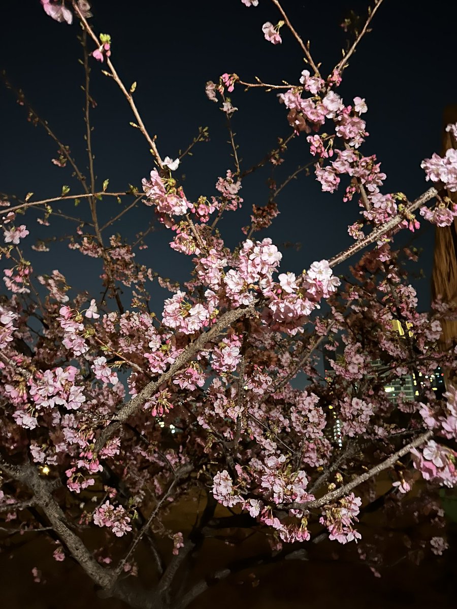 risnc1ax's tweet photo. 東京タワーと河津桜最高の景色だった🗼🌸♡💫 #東京タワー #河津桜 #麻布台ヒルズ #芝公園 #麻布台 https://t.co/FDHfZU9WhP
