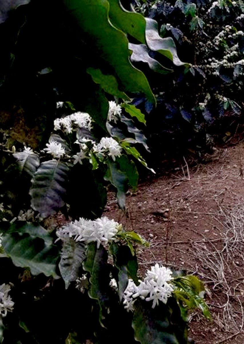epintadorm's tweet photo. White flowers of a coffee bush today. #mymorning #goodday #grateful #nature #coffeebush #coffeeflowers #flowers #coffee #mypics https://t.co/bUGFGMbzj6