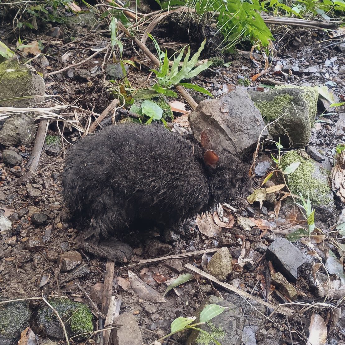 奄美にいる叔父から送られてきた

アマミノクロウサギ

初めて見た@

幸運🤞