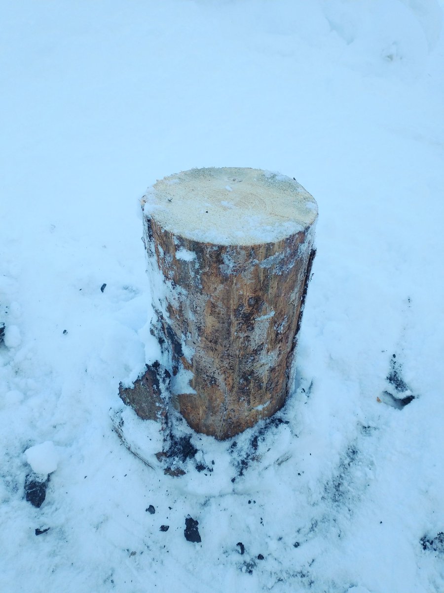 魔王の王冠、地面にしっかりくっついていて退かせないので(さすが魔王😅)、尖ったとこを車が踏んでしまわないよう丸太押し込んでおいた😂