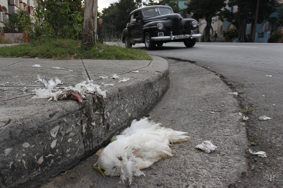sergioansuarez's tweet photo. SANTERÍAS 'ON ROAD'
Un compañero cubano, emigrante, me explica que en Cuba tenía una ruta de transporte !de santería¡ Llevaba cabras, gallinas y conejos para hacer magia a domicilio. Cuando el Estado te roba el futuro, la magia te da esperanza. #Cuba #santería https://t.co/yG7sOTtE6V