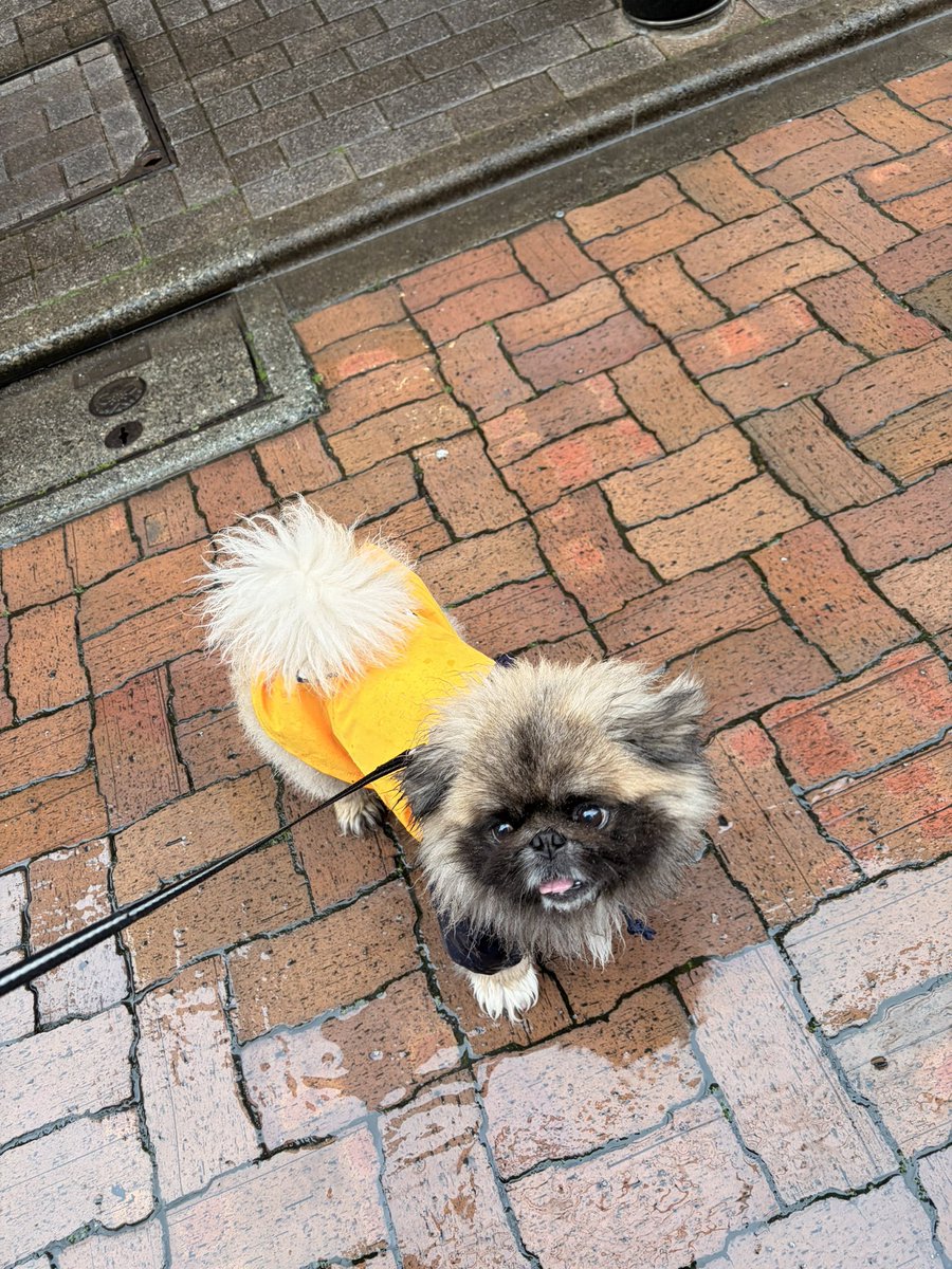 🍔ぷろしゅーと🍟 tweet media