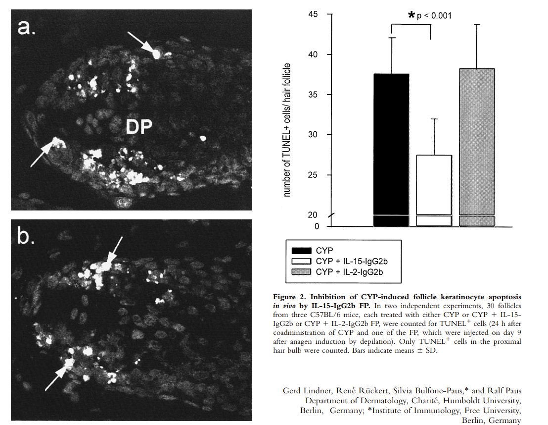 exosome's tweet image. INSANE

Can doctors use #ANKTIVA by $IBRX to prevent #chemotherapy induced hair loss????

IL-15 seems to do this...

If you thought @DrPatrick 's #Abraxane was successful...wait till you see what he does with Anktiva !!

pubmed.ncbi.nlm.nih.gov/9540993/