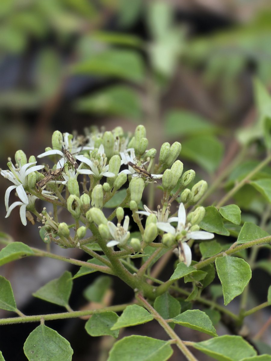 shekhsultan2013's tweet photo. Small white flowers sway
among rows of fragrant leaves revealing the alchemy of nature
on this curry leaf tree.
These calamus flowers
peeking through the green leaves
are like a curry leaf tree
a lovely side dish to home-cooked meals!
#theme_pic_India_flower
#my_click 
#कडीपत्ता https://t.co/rulsCHD3R5
