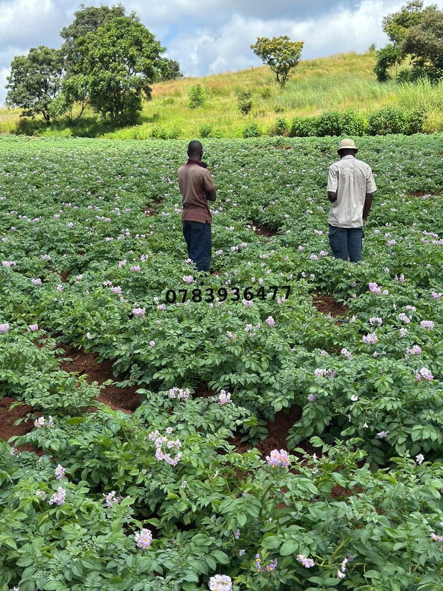 farmbuzz1's tweet photo. ## Mazowe Potato Project Update
Mazowe has proven to be a strategic location for our farming operations. Our expertise in potato production, showcased online, attracted the attention of three brothers who approached us with a partnership opportunity. They entrusted us with the management of their 2-hectare potato farm in Mazowe, committing an investment of $14,000.

Under our guidance, the project is progressing well, with comprehensive support provided from planning to market. We have secured a buyer for the harvest, with potatoes priced at $7.50 per pocket. Based on our yield projections of 3,000 pockets per hectare, we anticipate a total harvest of 6,000 pockets from the 2-hectare farm. Let’s talk and see how we can help you with customized farming solutions for your farm 0783936477