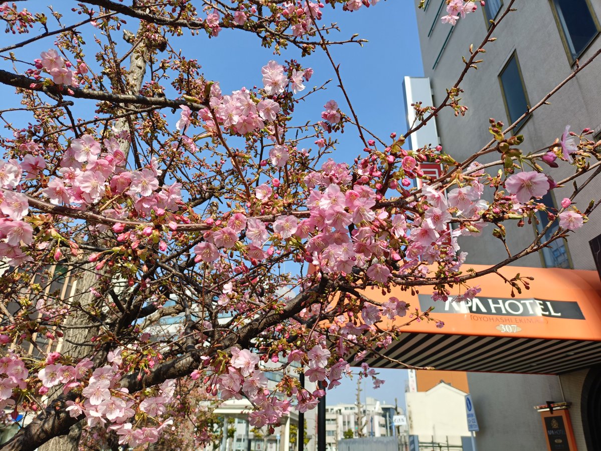 ahtoyoha's tweet photo. こんにちは(^^)
アパホテル〈豊橋駅前〉でございます。

ホテルの前にある河津桜が開花いたしました🌸
鮮やかなピンク色の花びらが、一足早い春の訪れを知らせてくれています。
お近くにお越しの際はぜひご覧くださいませ。 https://t.co/VXZbJmyPAY