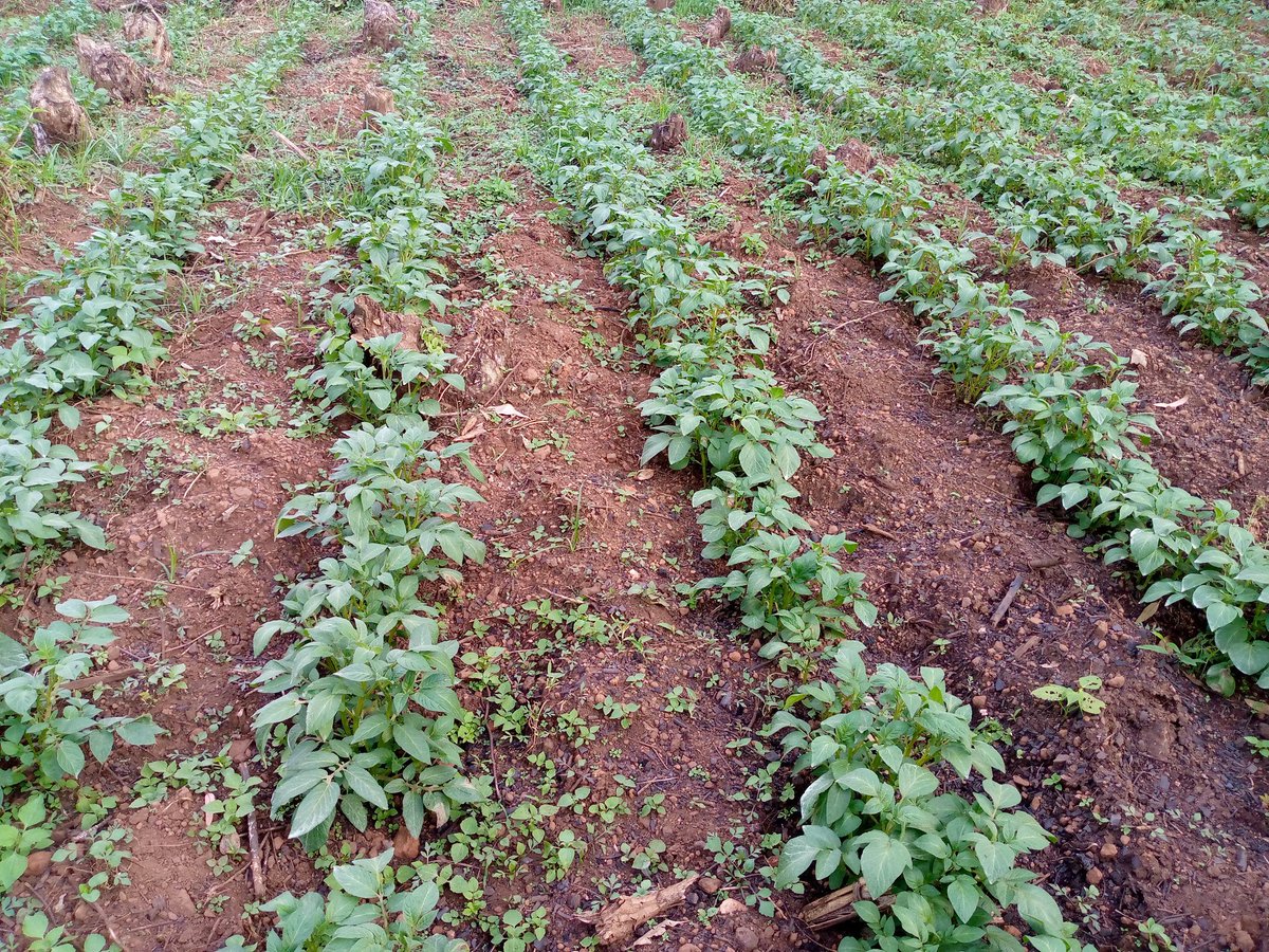 RightCohen's tweet photo. TODAY'S FARMING TIP:
No matter the size of your land, don’t undervalue proper spacing for your crops.
💡Right spacing leads to a healthier plant growth and increased crop yields!

Like and Repost.
Follow me for daily farming News and Tips.
#LetsFarmTogether https://t.co/Zx81rBJdVa