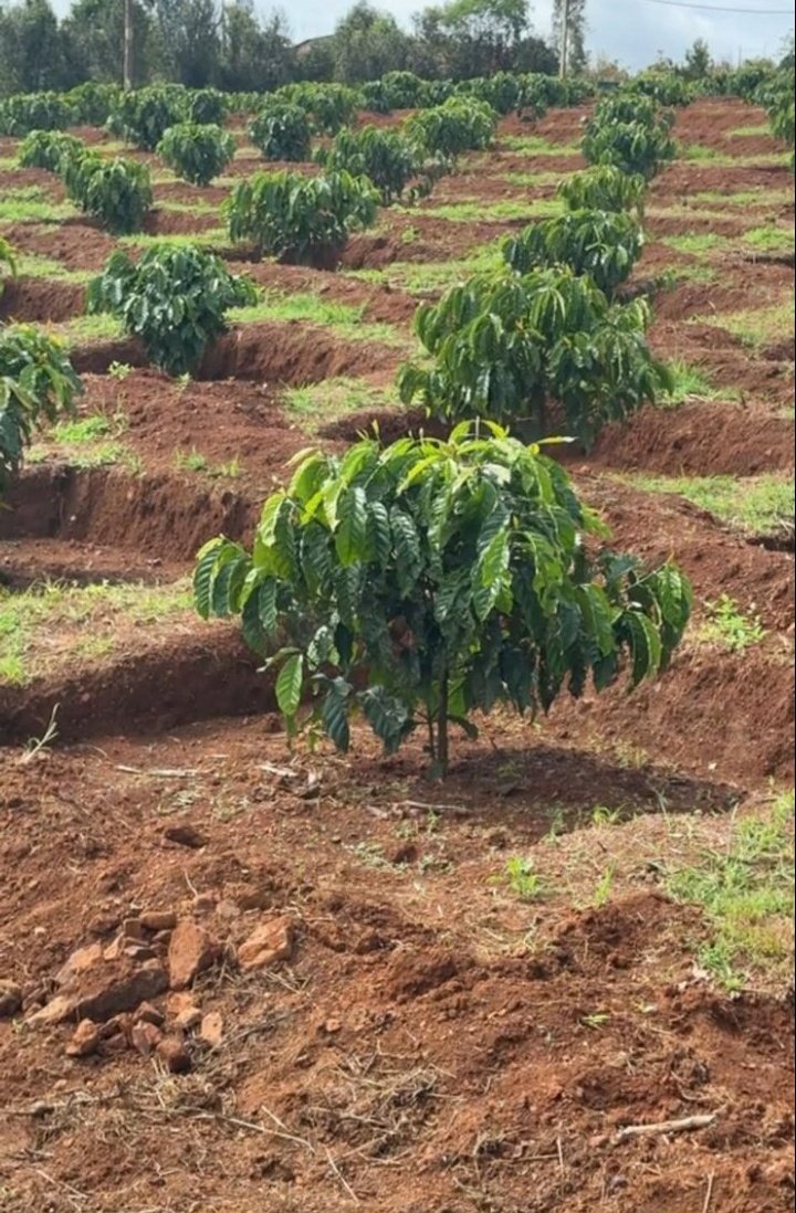 RightCohen's tweet photo. TODAY'S FARMING TIP:
No matter the size of your land, don’t undervalue proper spacing for your crops.
💡Right spacing leads to a healthier plant growth and increased crop yields!

Like and Repost.
Follow me for daily farming News and Tips.
#LetsFarmTogether https://t.co/Zx81rBJdVa