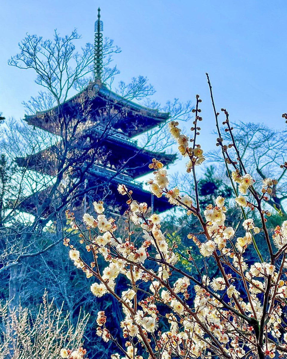 三溪園の梅 #花のある風景 ＼ 横浜・本牧の丘に広がる日本庭園、三溪園