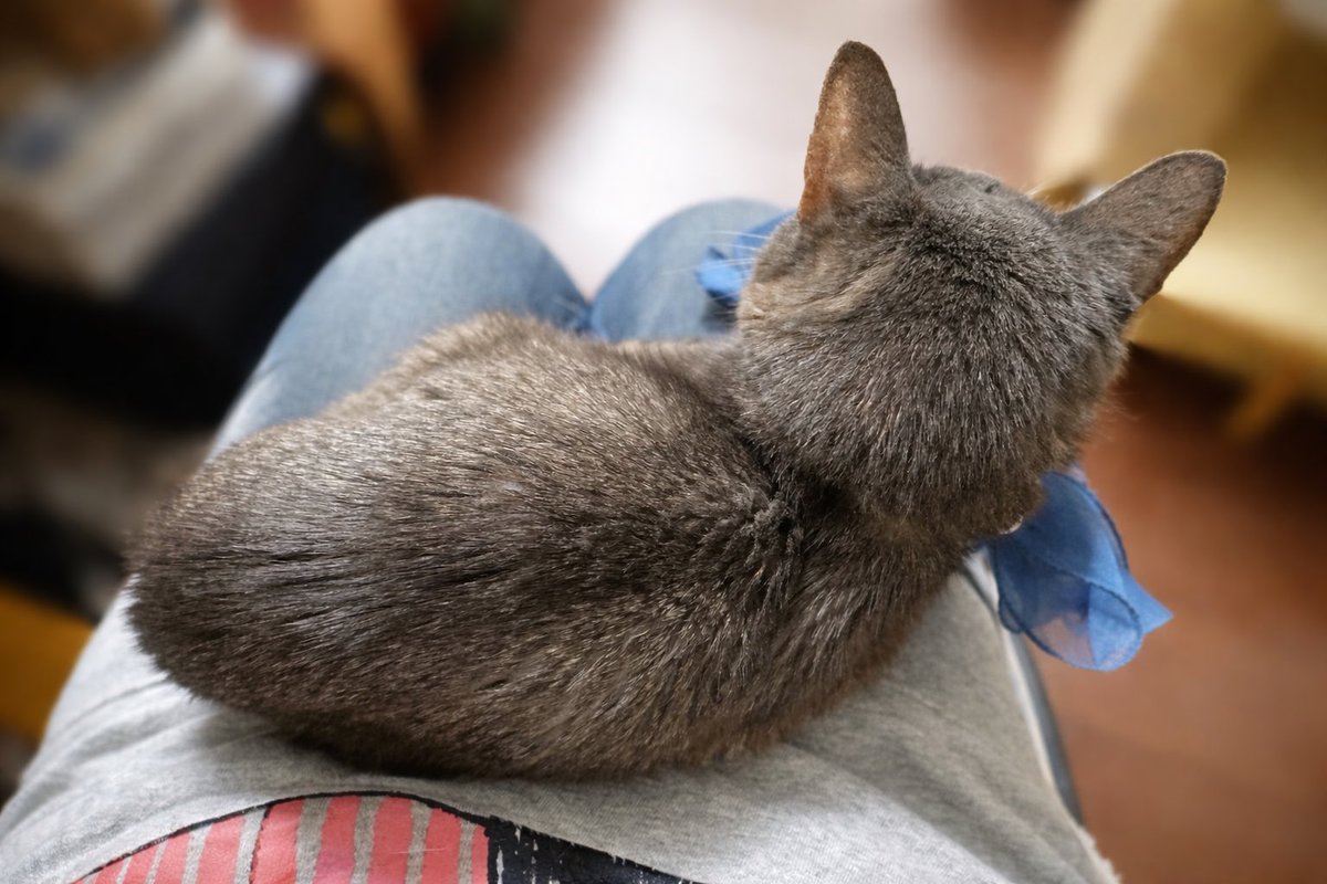 ラピス/Lapis (@Lapis_the_cat) / Posts / X