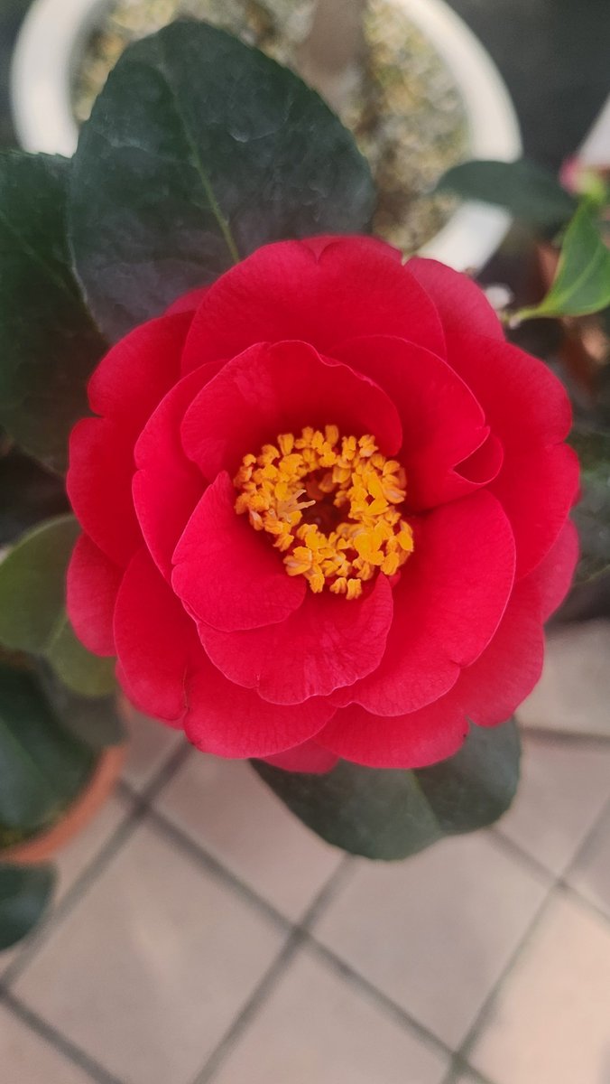 The wonderful season of Camellias -the symbol of hope- has arrived and "The World's Camellia Museum" in Ofunato city is currently doing the Camellia Festival. Come on over with your friends and family to see Camellias from all around the world in one place!