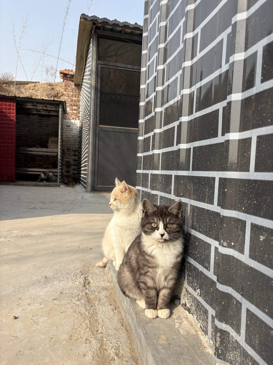 foever1946's tweet photo. 观里新出生的小猫咪们
太可爱🤲🏻🥰🥰 https://t.co/i8PWOZPsyn