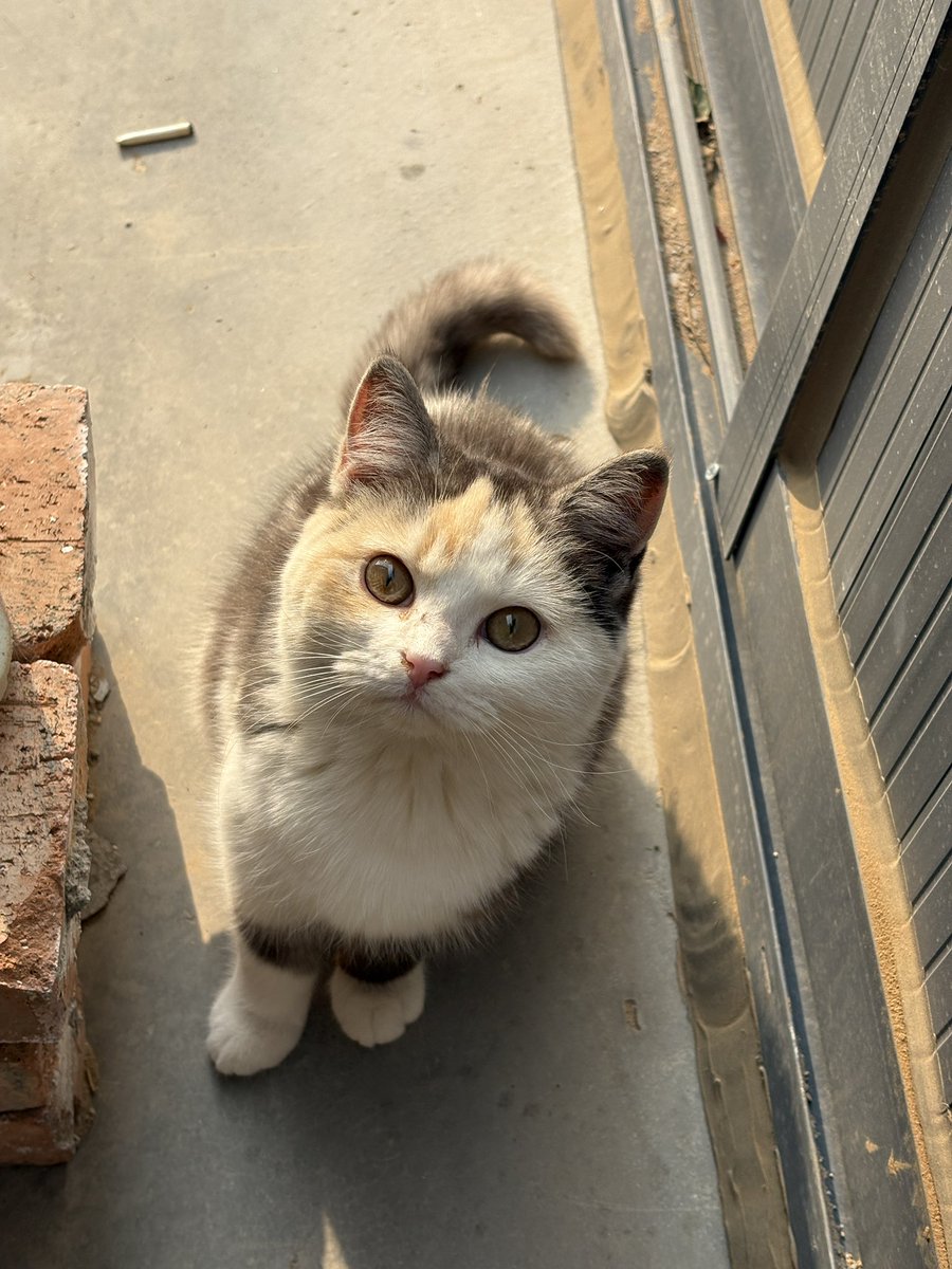 foever1946's tweet photo. 观里新出生的小猫咪们
太可爱🤲🏻🥰🥰 https://t.co/i8PWOZPsyn