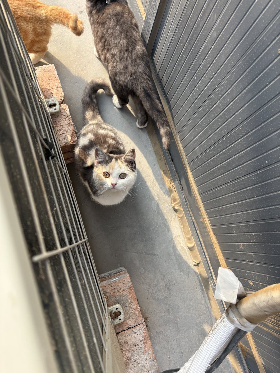 foever1946's tweet photo. 观里新出生的小猫咪们
太可爱🤲🏻🥰🥰 https://t.co/i8PWOZPsyn