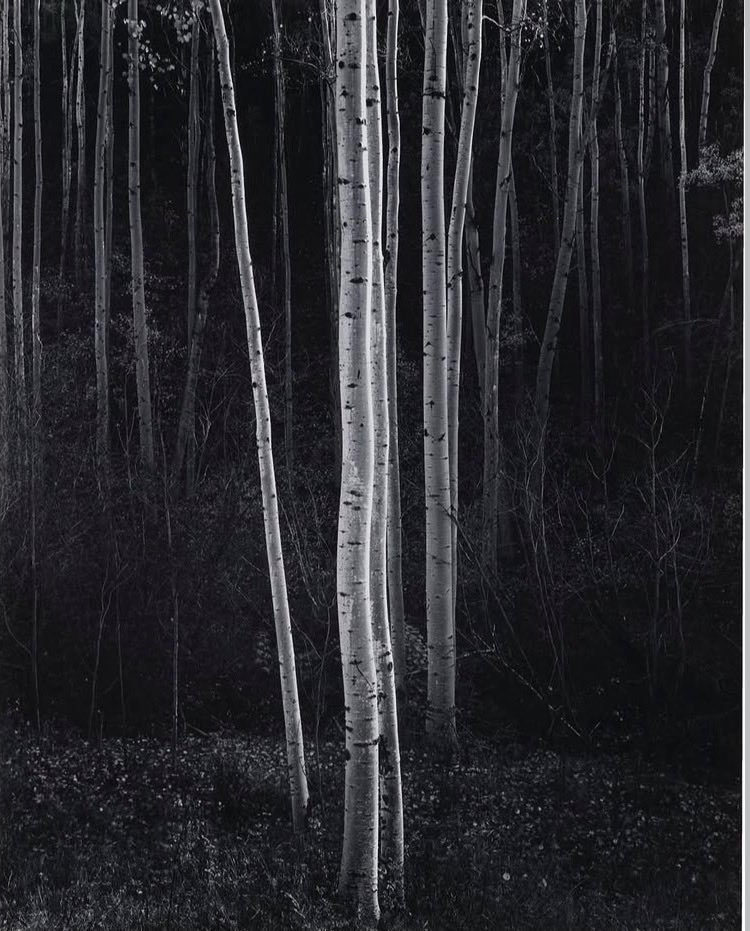 Pol Niuman tweet media