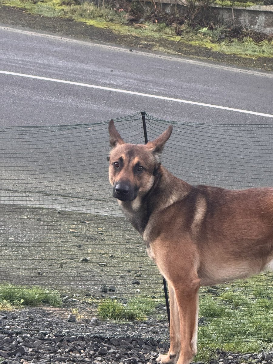 Tentation145L's tweet photo. 🐾 Salut les bipèdes ! Bon mercrediiii ! ☀️
Alors là… je viens de voir le sweat de maman 😳 “STAFF” carrément ??!!
Excuse-moi mais c’est MOI le chef ici hein 😂
Je vais surveiller ça de très près…
#BonMercredi #TysonLeChef #PasContent #TeamCanapé #JacquieEtMichel #Staff 😅 https://t.co/xBLN6jLziE