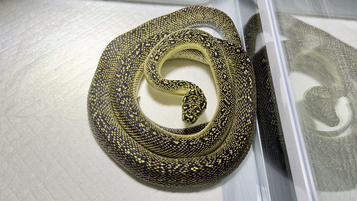 krs_reptile06's tweet photo. ステラさん白濁脱皮前～
今年は成長ブーストかけてくよ
 #ダイヤモンドパイソンはいいぞ https://t.co/XAqW6SN0w0