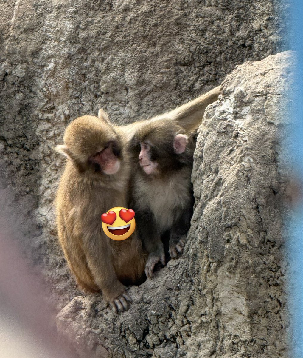 ANIMALIA tweet media