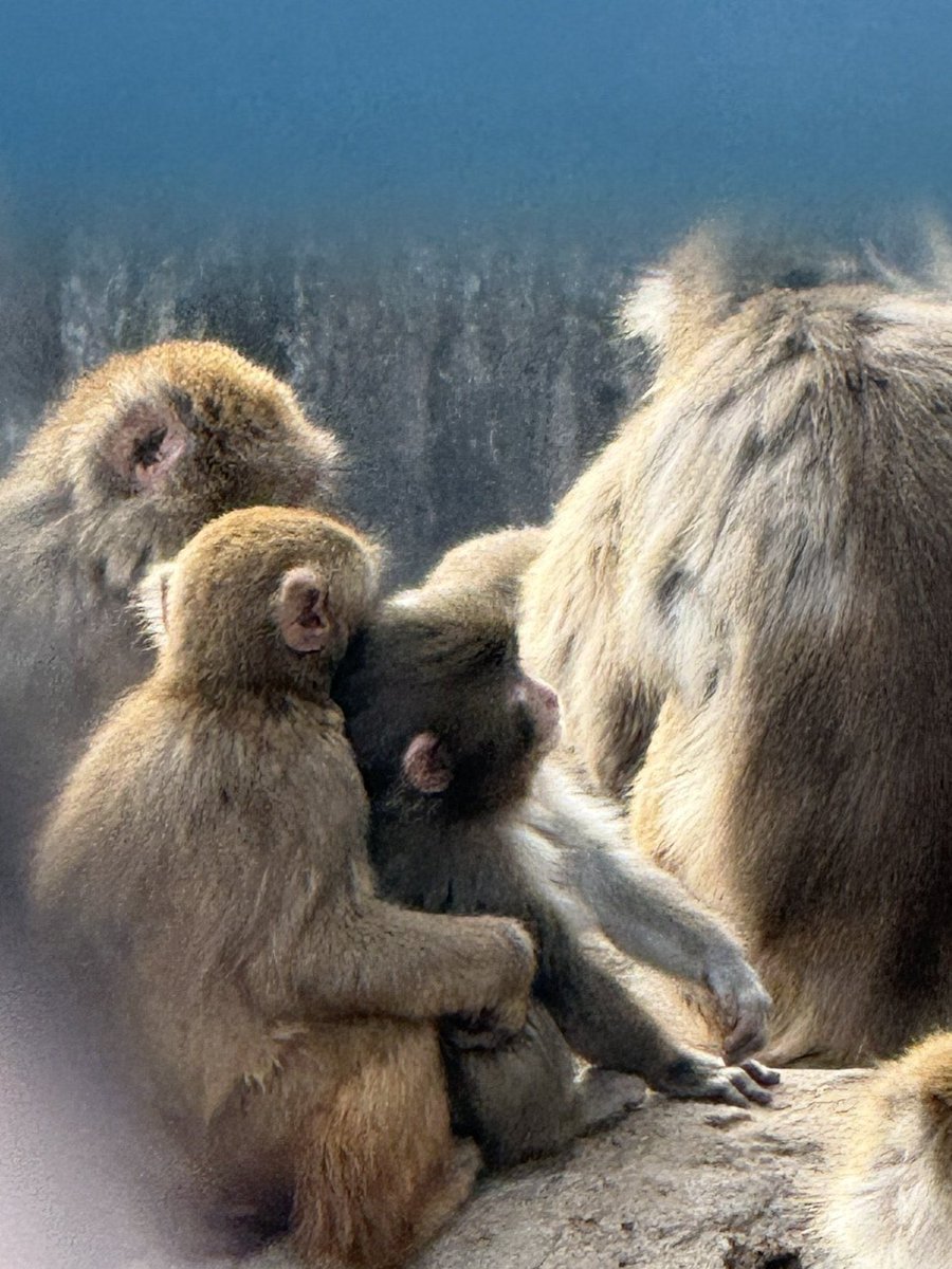 ANIMALIA tweet media