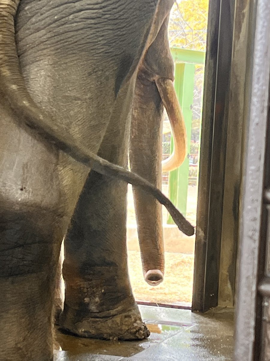 マックの薬浴の様子です。くぼんだところに薬液を入れています。
現在はマックに慣れてもらうため、前肢、後脚５分ごとを目安に行うようにしていますが、これから少しずつ時間を延ばしていければと思います🐘
#アジアゾウ #王子動物園