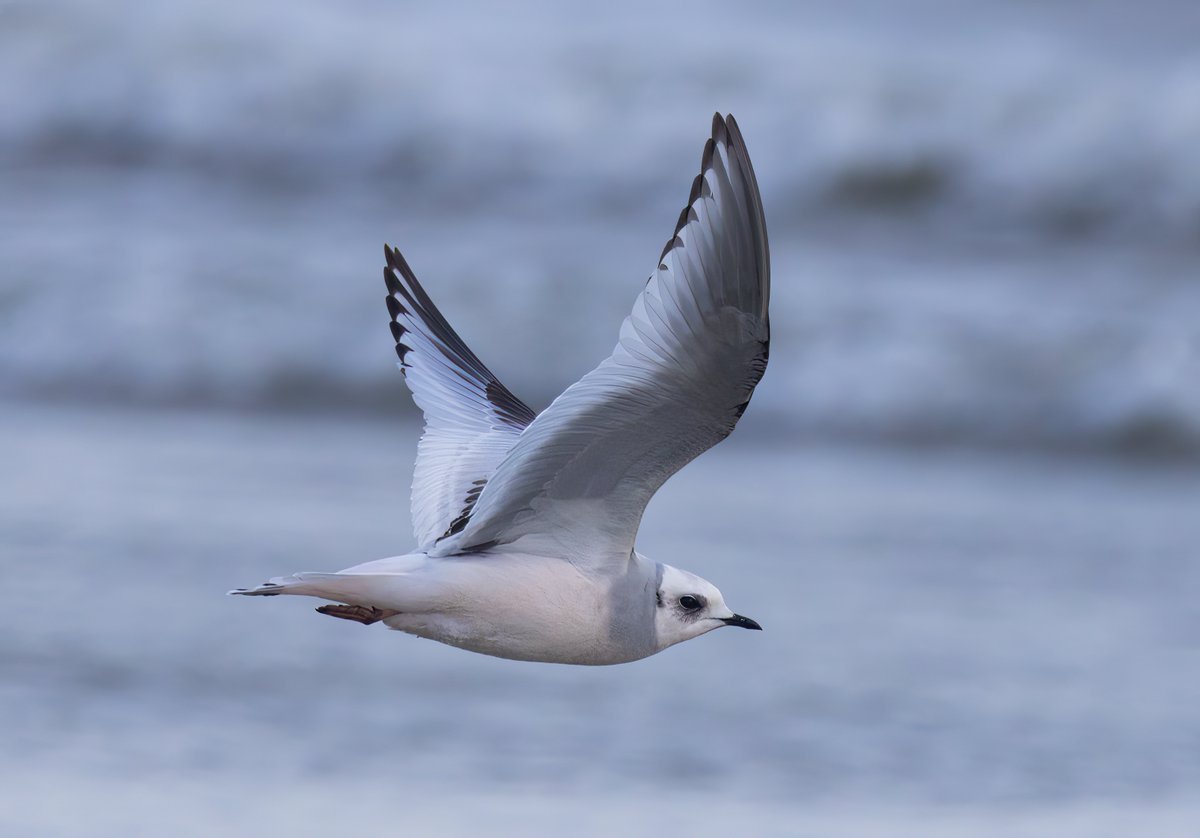 Ashley Howe tweet media