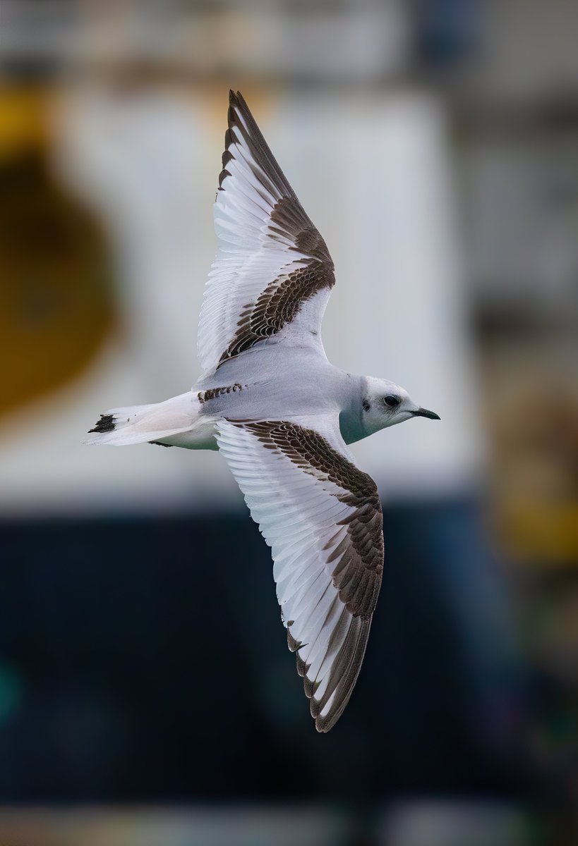 Ashley Howe tweet media