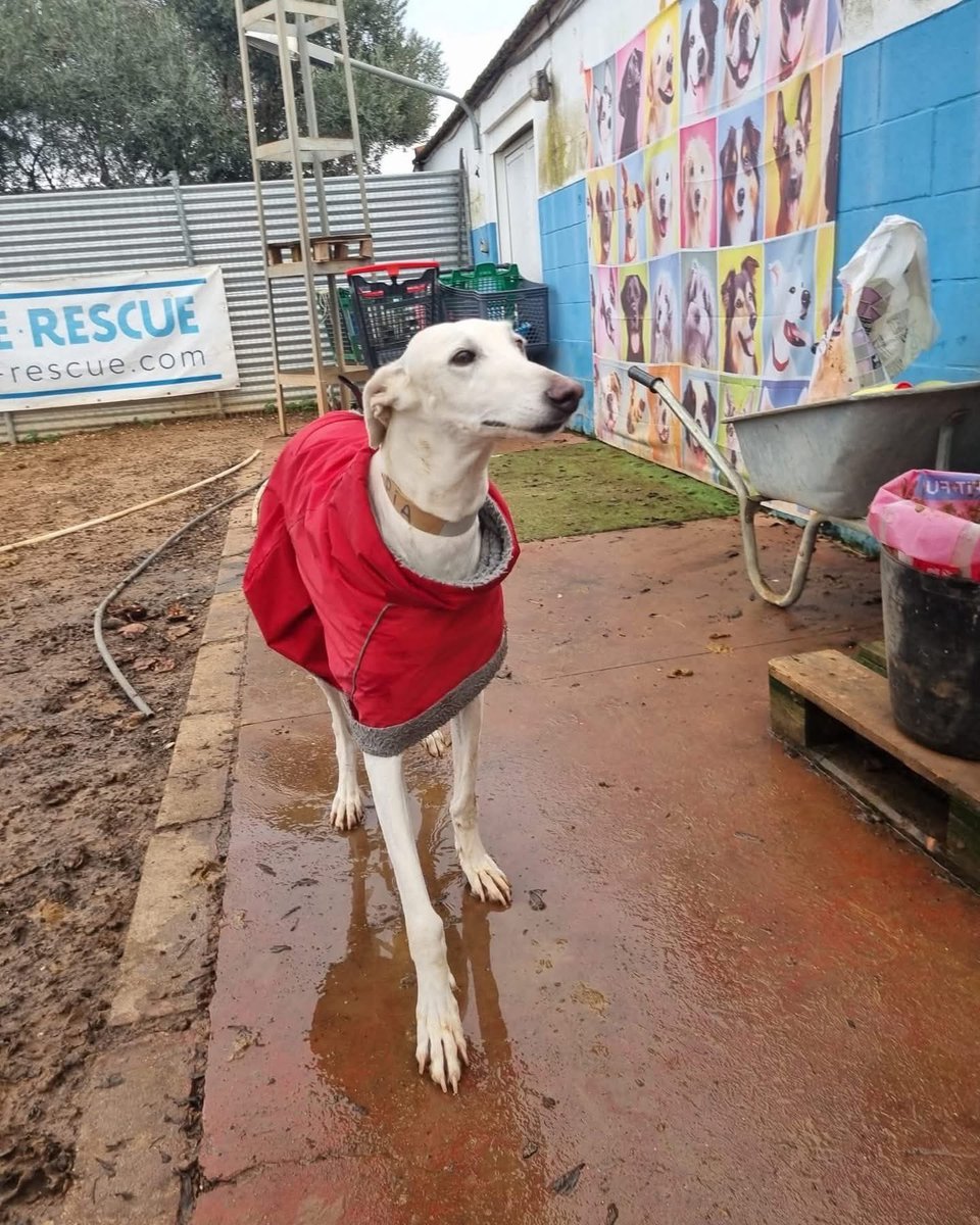 Pia è una galghetta dolcissima che ama stare con i propri simili,quindi per lei sarebbe meglio una famiglia che ha già un peloso!
Almalibre-rescue.org