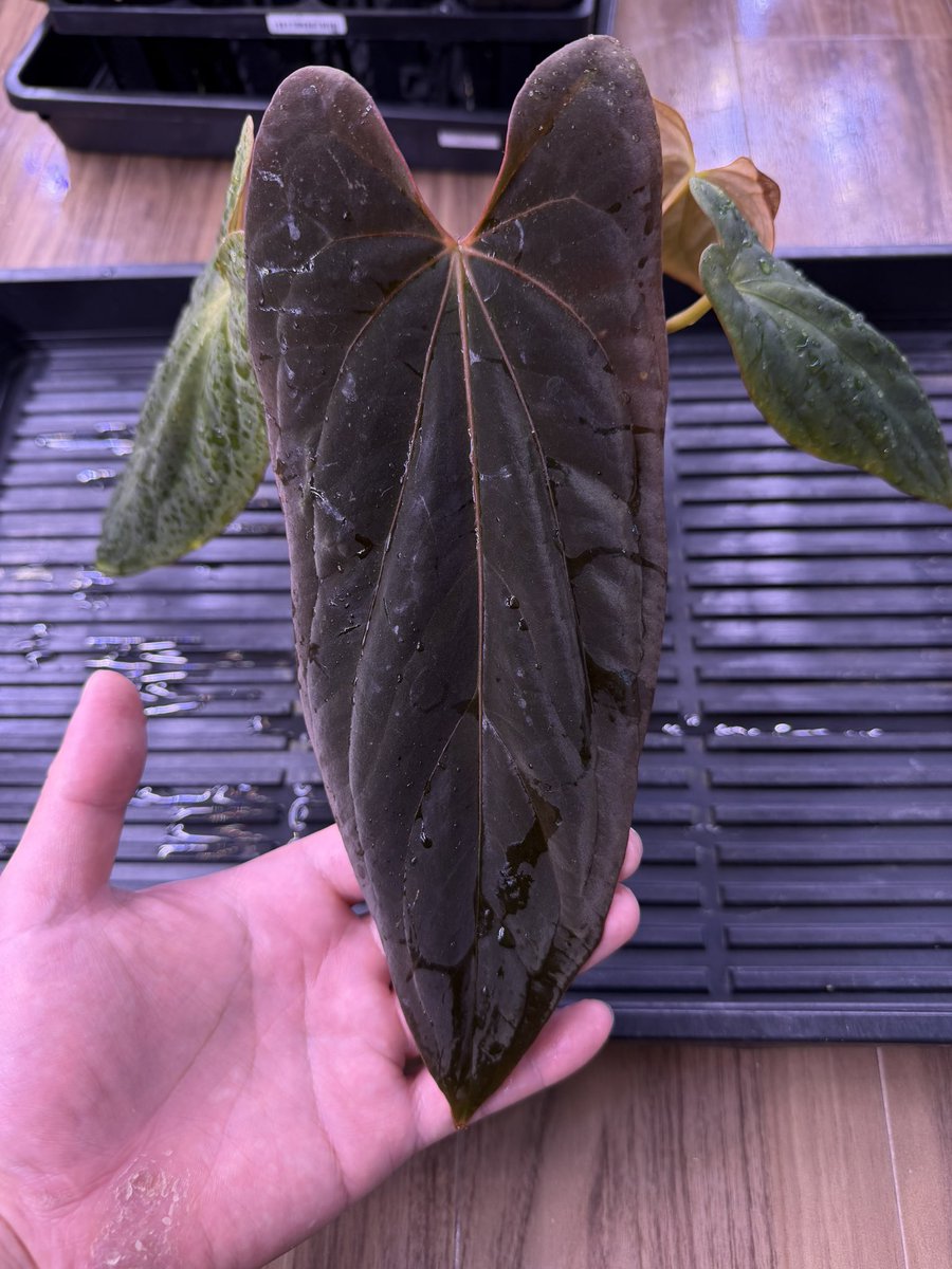 Nori / 2.28みどり座/3.8DeepJungle (@nori__plants) / Posts / X