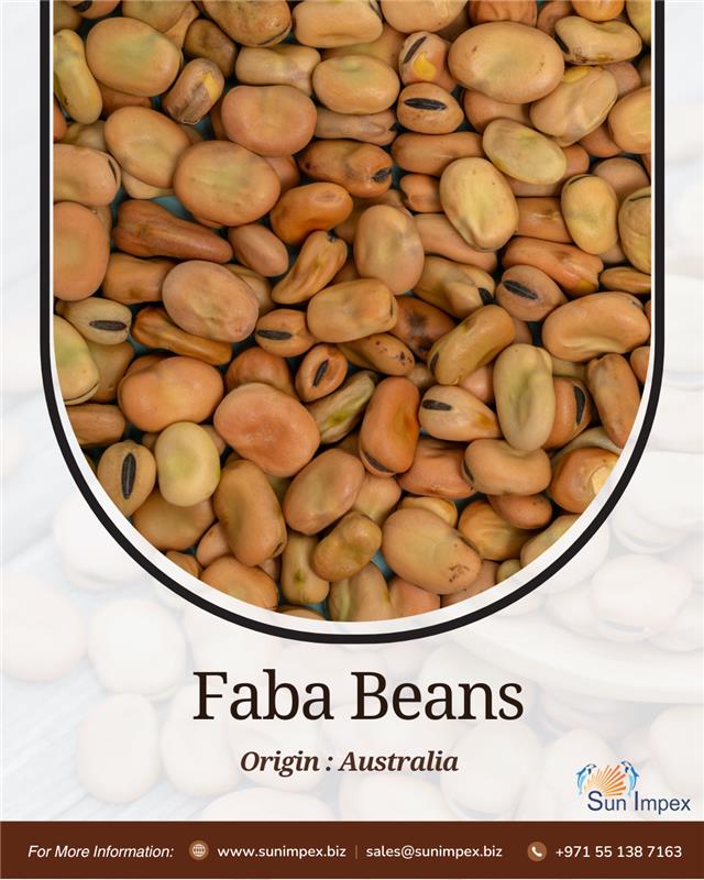 Faba Beans from Australia.

📞 Contact: +971 55 138 7163
📧 Email: sales@sunimpex.biz

🌐 Visit: zurl.co/vO4U3

#sunimpex #agro #importexport #fababeans