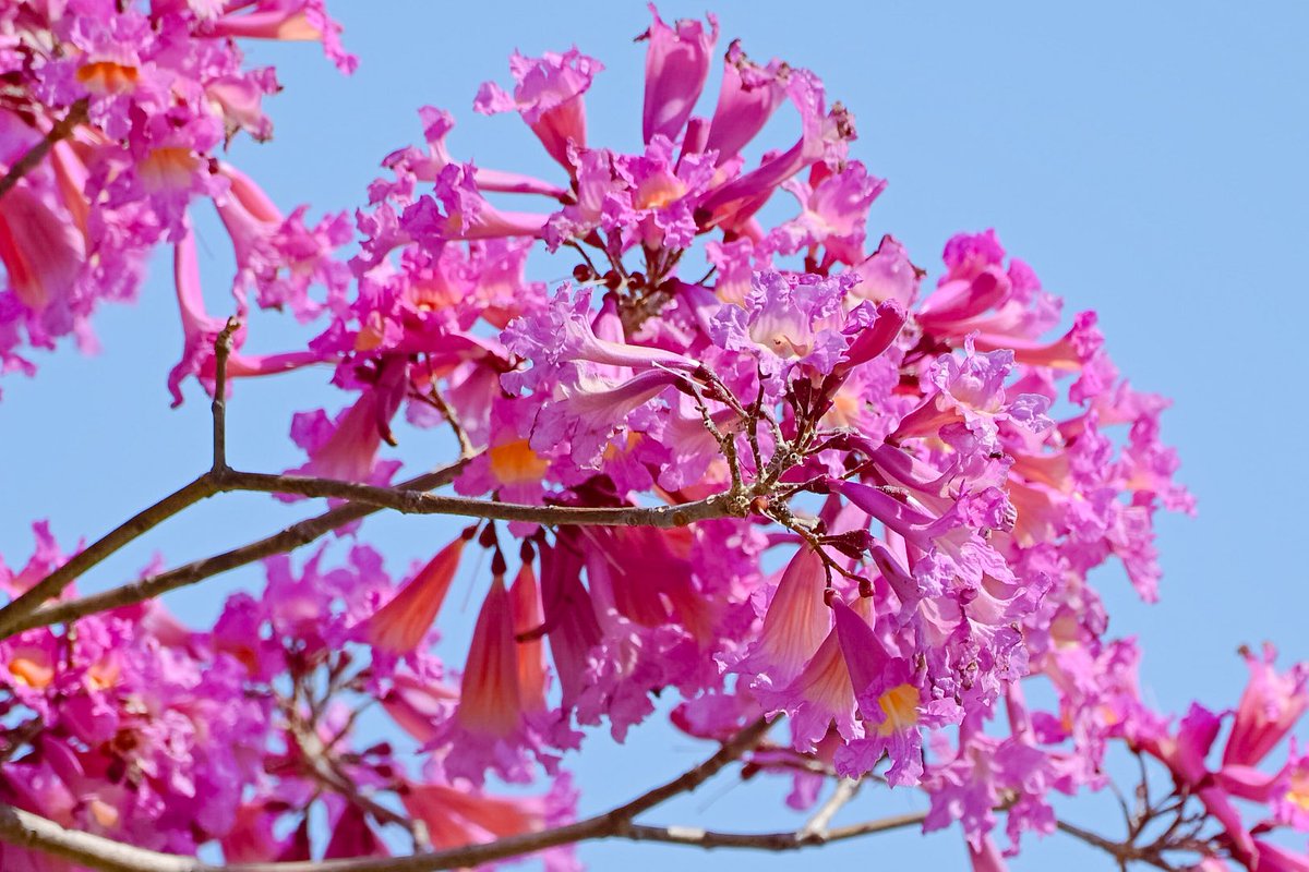 ATOMIC#16 tweet media