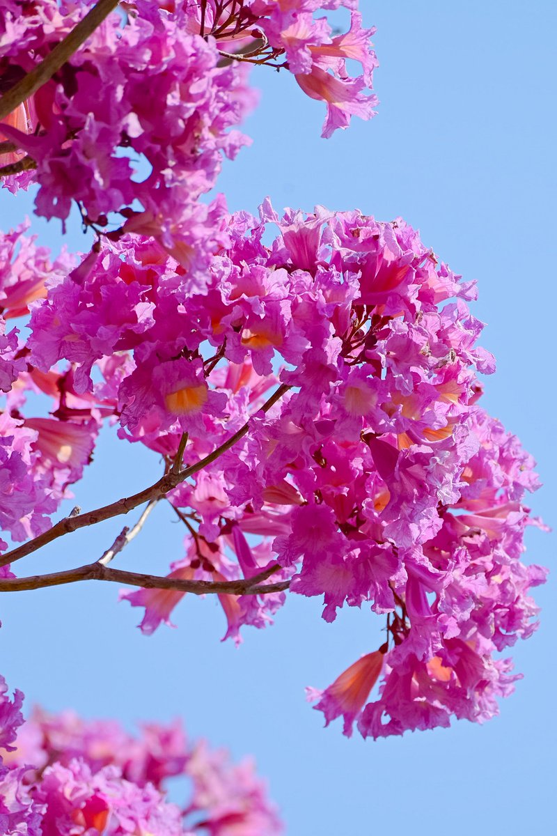 ATOMIC#16 tweet media