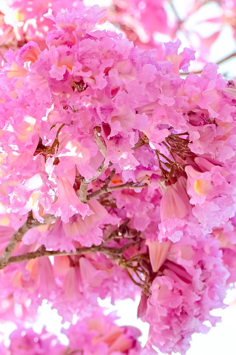 ATOMIC#16 tweet media