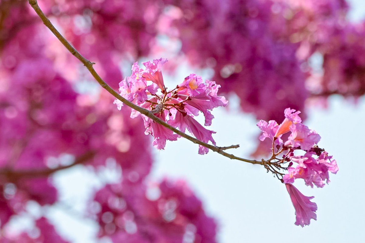 ATOMIC#16 tweet media