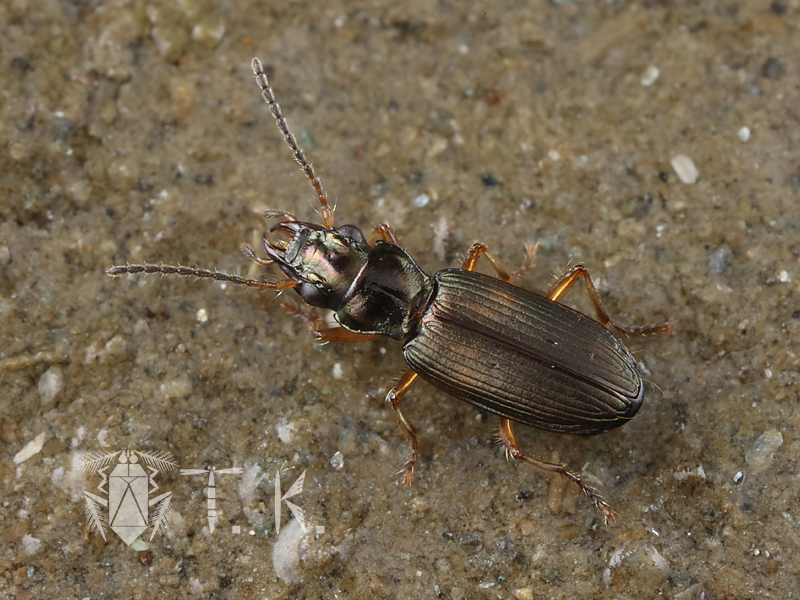 小松　貴 tweet media