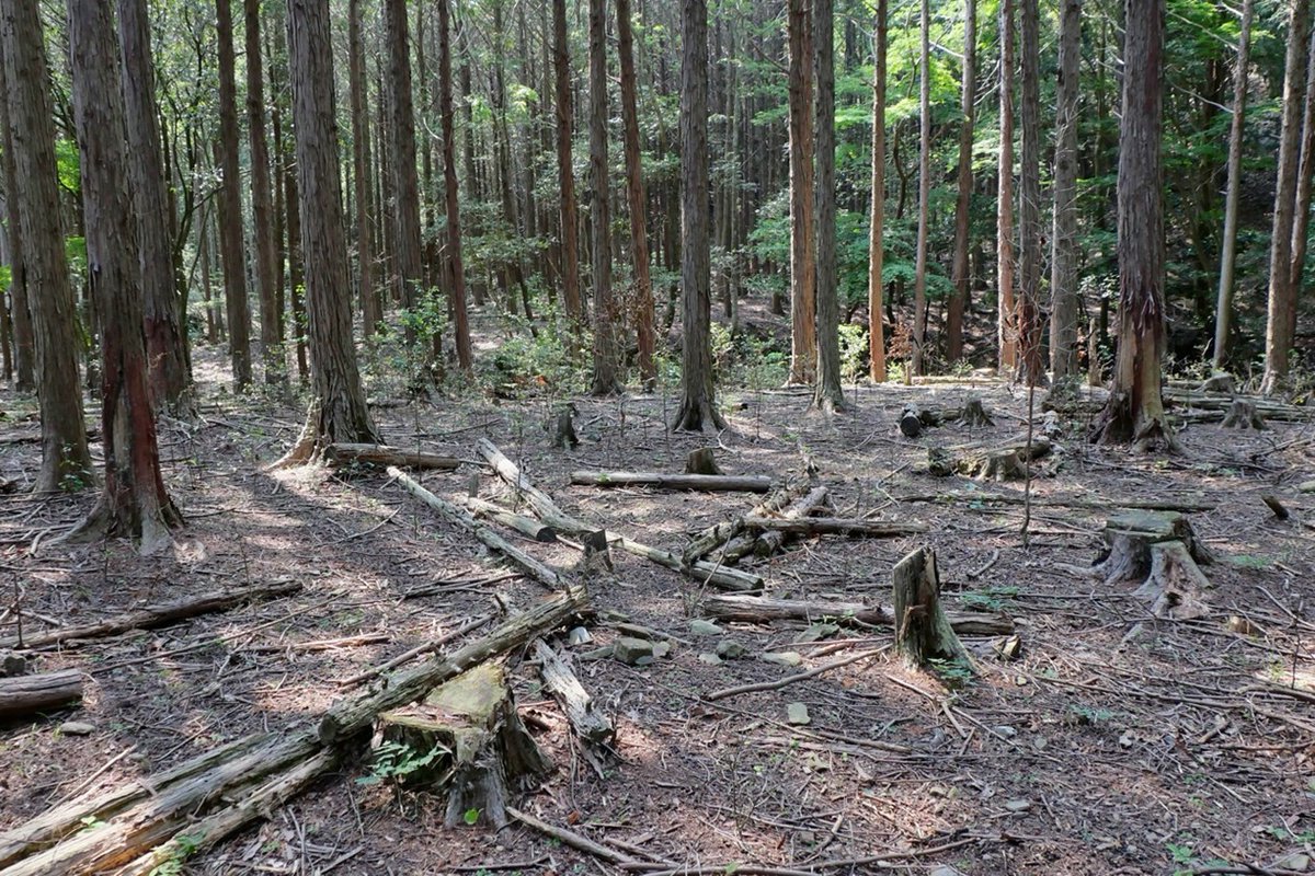 森林総合研究所（森林総研） tweet media