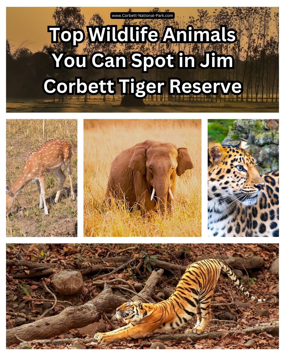 corbett_park's tweet photo. Top Wildlife Animals You Can Spot in Jim Corbett Tiger Reserve
🐅 Royal Bengal Tiger
🐘 Asian Elephant
🐆 Leopard
🦌 Spotted Deer (Chital)
🐊 Gharial

🔎 Explore more:
👉 https://t.co/TTaonGu1oI

#JimCorbett   #IncredibleIndia  #JimCorbettNationalPark #CorbettTigerReserve https://t.co/GnSxb1CfYS