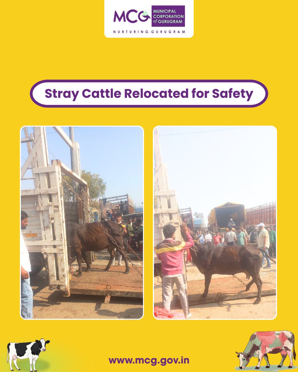 MunCorpGurugram's tweet photo. By relocating stray cattle from busy roads, MCG is improving traffic flow and protecting animal lives. Responsible action for a safer Gurugram.
#MCG #Gurgaon #Gurugram #MissionStrayCattleFreeGurugram #SafeRoads #TrafficSafety #StrayCattleRelocation #AnimalWelfare #HumaneRelocation #AnimalCare #UrbanSanitation #CommunitySafety #ResponsibleCitizens #PublicSafety #CleanCity #CattleCare #RelocationDrive #RoadSafety #SustainableCities
@MoHUA_India @YTKDIndia @SwachhBharatGov @SwachhBharat @MoHUA_India @MoJSDDWS @cmohry @NayabSainiBJP @Rao_InderjitS @VipulGoelBJP @csharyana @DiprHaryana @PradeepIAS_HR @OfficialGMDA @CPCB_OFFICIAL @CAQM_Official