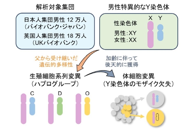 東京大学医科学研究所 tweet media