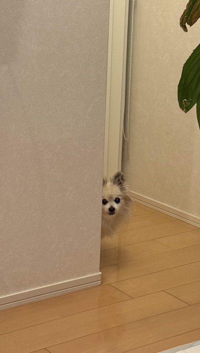 花上貴之 🇺🇦 イラストレーター tweet media