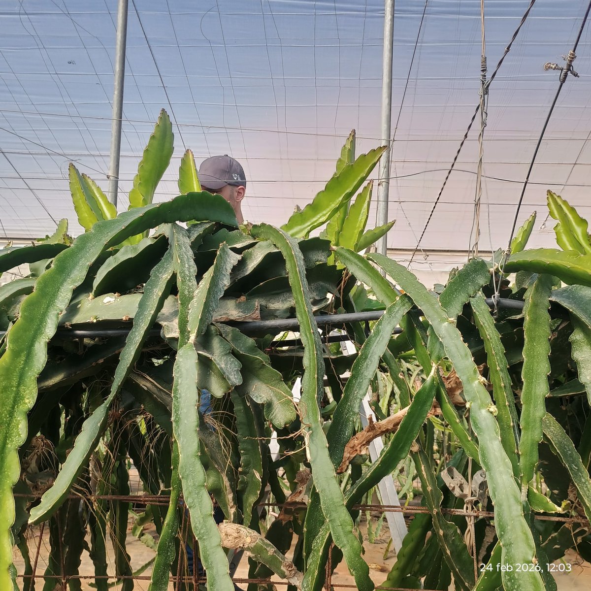 Gopitamed's tweet photo. 🌵Hoy en la Fundación Finca UAL–Anecoop en Retamar realizamos labores de poda dentro del proyecto PITAMED.
Estas actuaciones permiten mejorar la estructura de la planta, favorecer su productividad y garantizar un desarrollo óptimo del cultivo bajo las condiciones de nuestra zona. https://t.co/kqRghuK1Z2